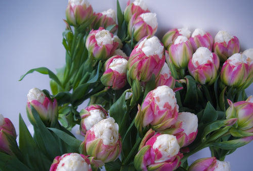 Tulips. Fieldwork-style Flowers | Send Flowers Vancouver WA., Portland, OR., Nationwide. 