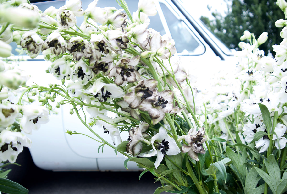 DELPHINIUM / PER BUNCH