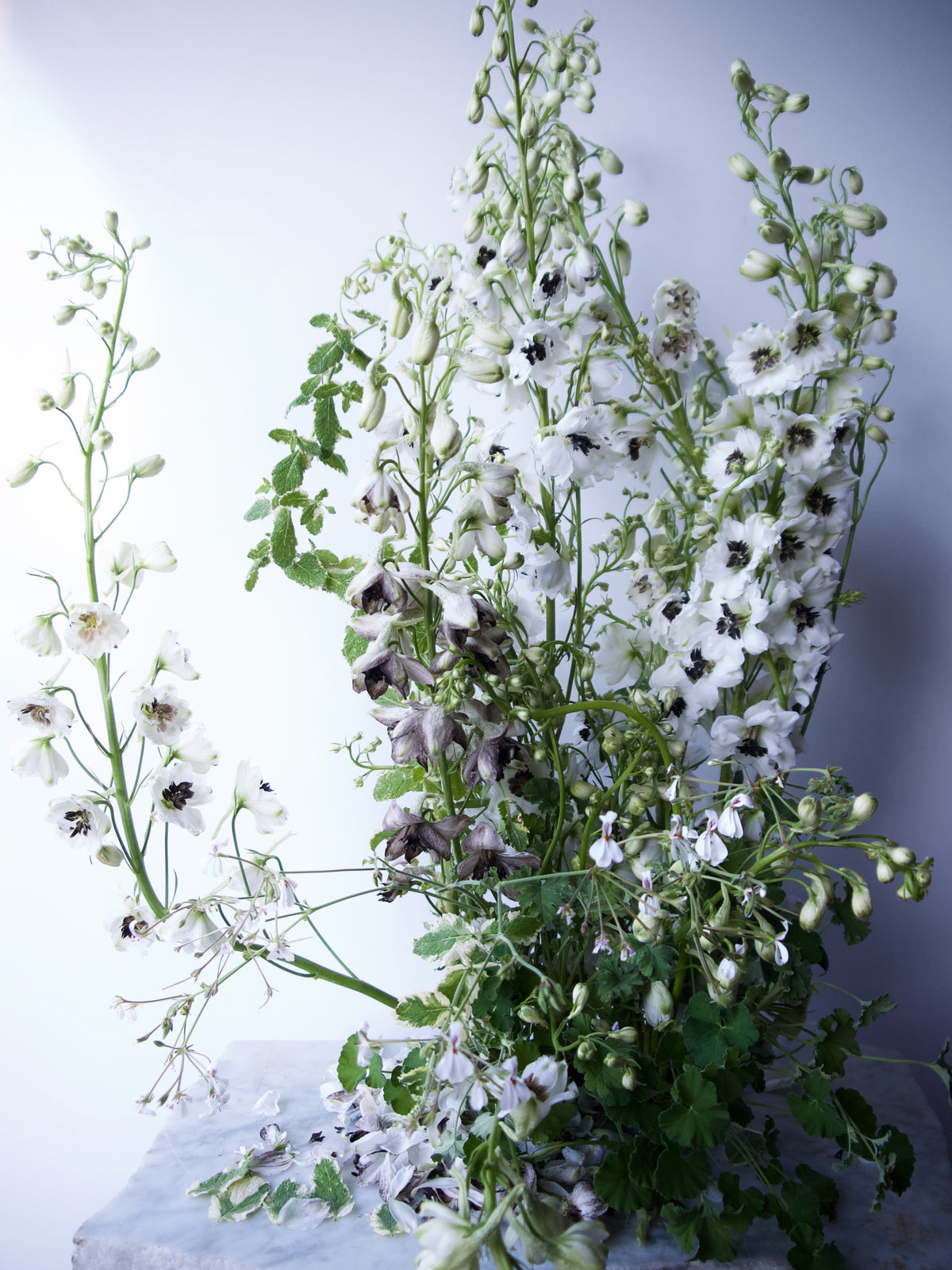 DELPHINIUM / PER BUNCH