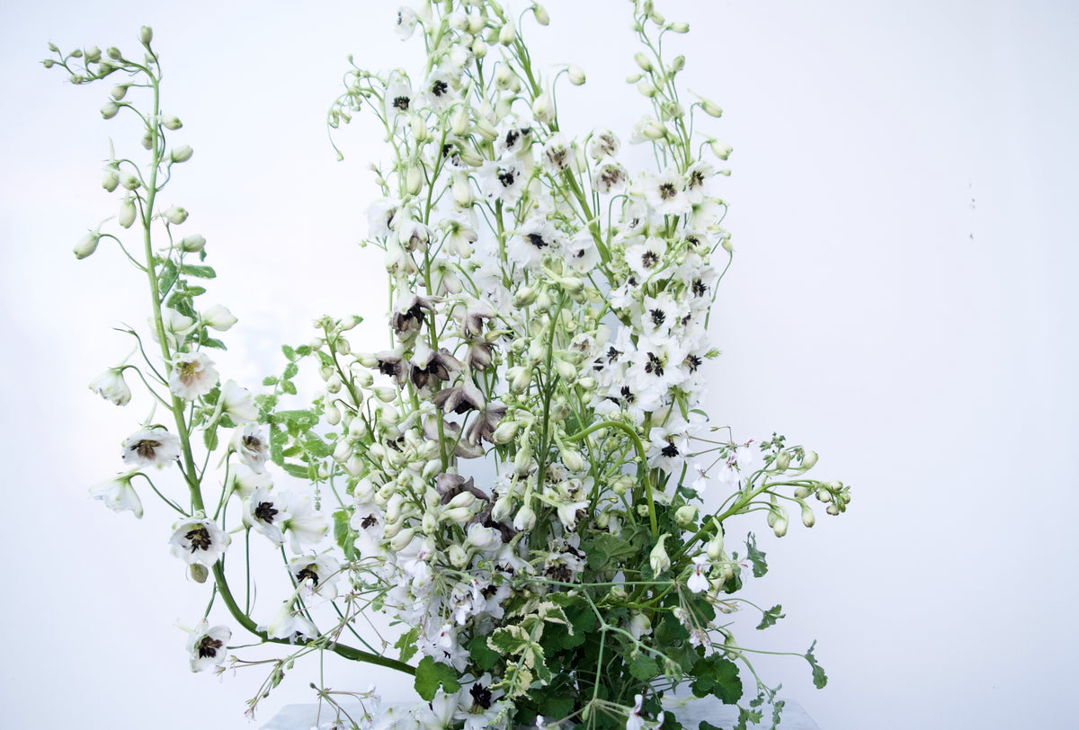 DELPHINIUM / PER BUNCH