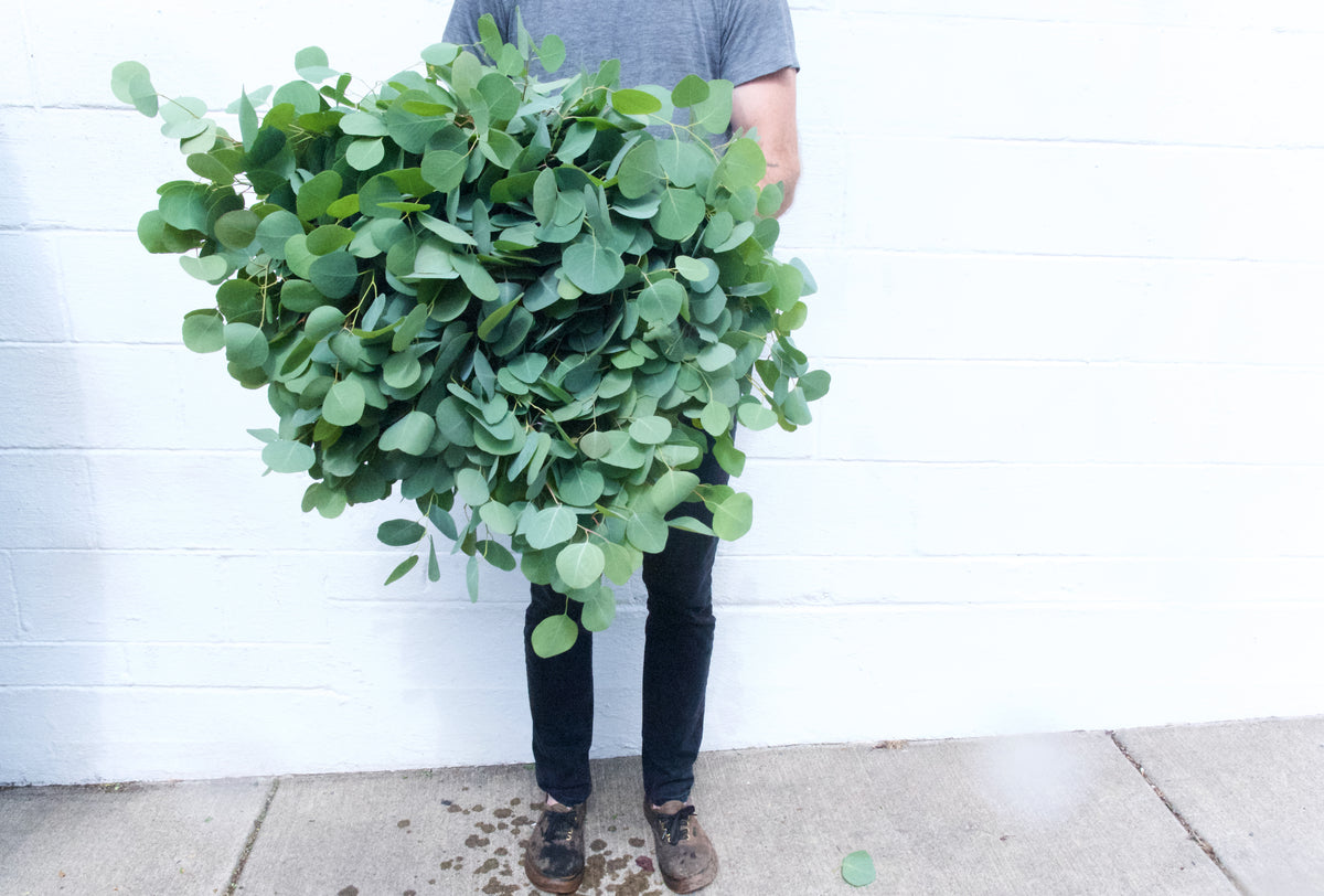 EUCALYPTUS