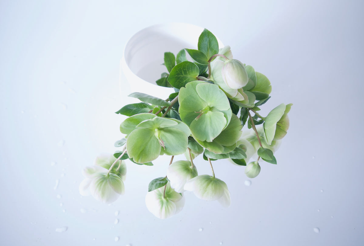 HELLEBORE / PER BUNCH