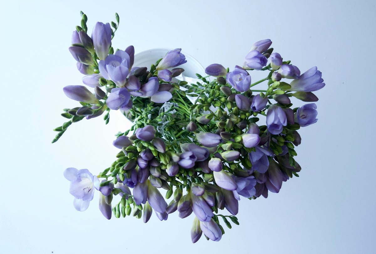 FREESIA / PER BUNCH