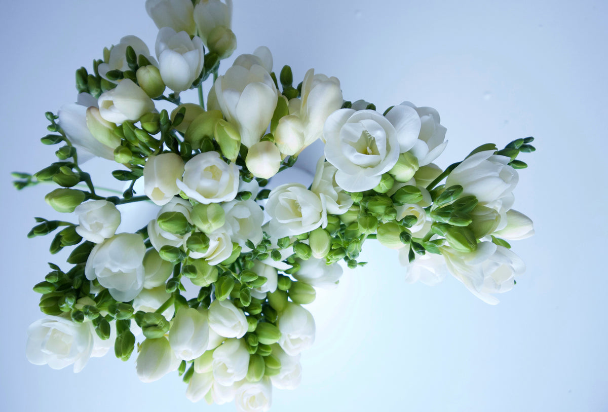 FREESIA / PER BUNCH