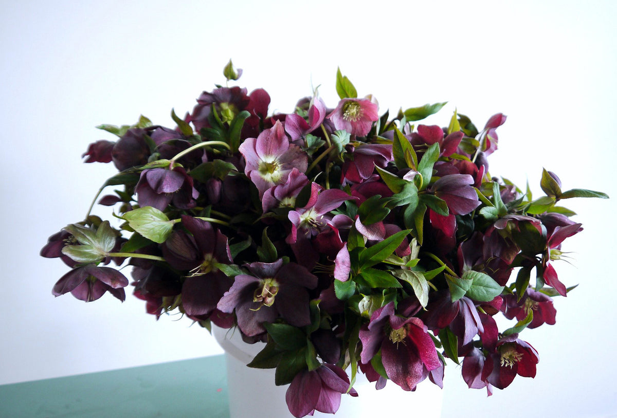 HELLEBORE / PER BUNCH