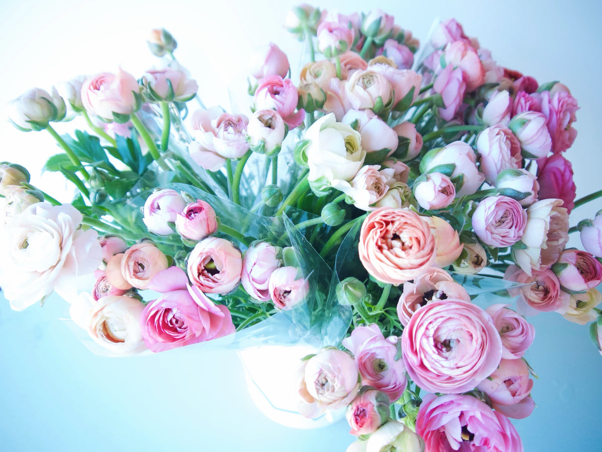 RANUNCULUS / PER BUNCH