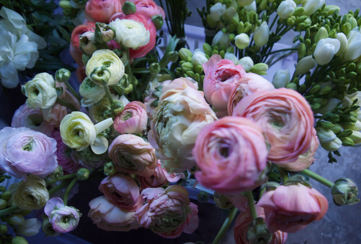 RANUNCULUS / PER BUNCH