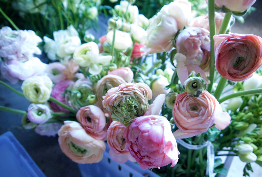 RANUNCULUS / PER BUNCH