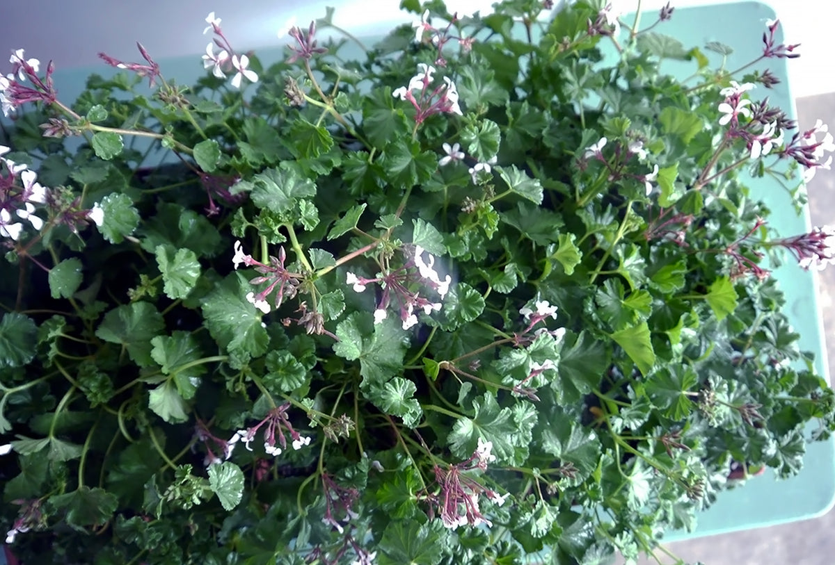 SCENTED GERANIUM / PER POT