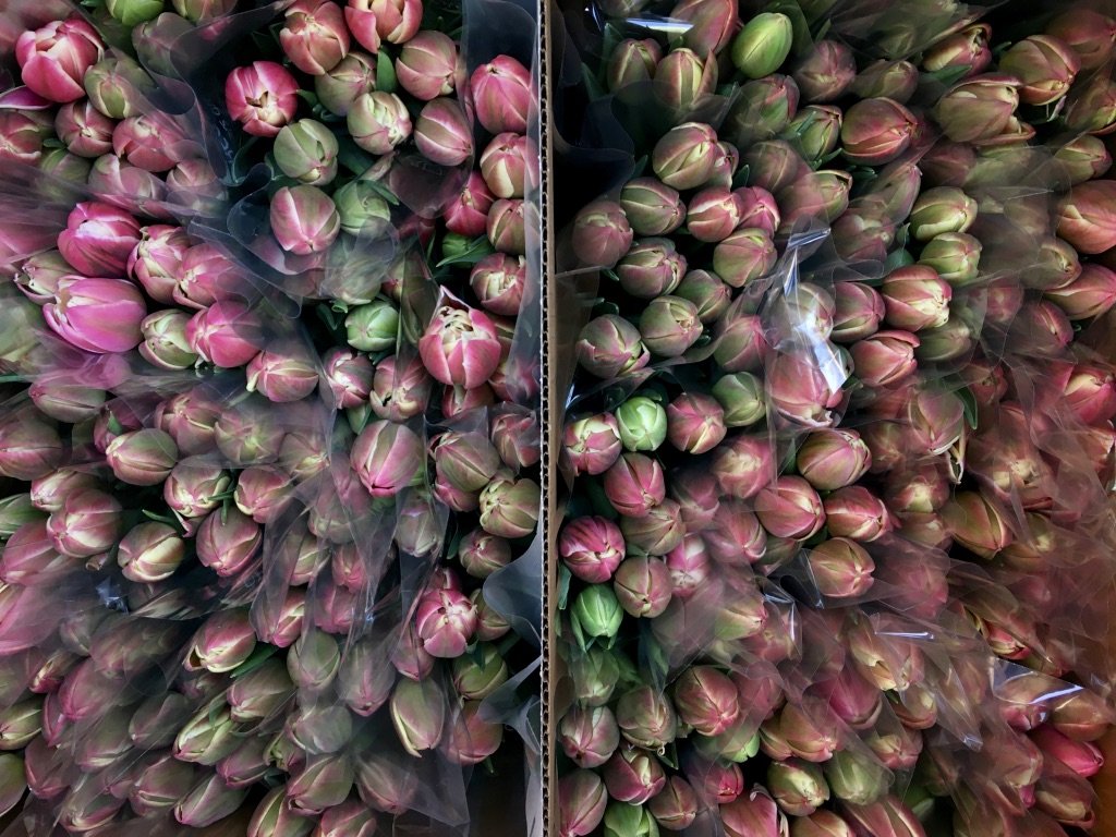 BULK FLOWERS + ONLINE TUTORIAL